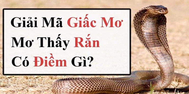 mơ thấy rắn là điềm gì thumb